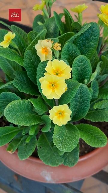 Yellow Primrose #shorts #gardening #plants #flowers #yellowflowers #2024