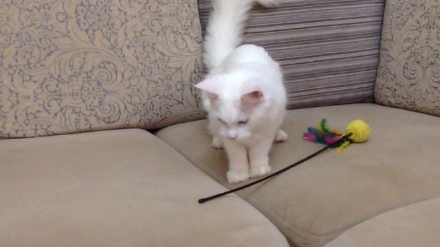 Кошка белая ростов смотреть онлайн