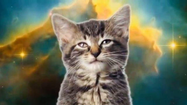 Space cats - Magic Fly | Котята поют в космосе | Kitten смотреть онлайн