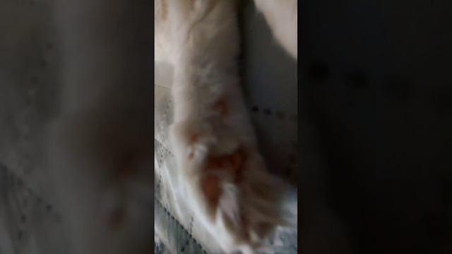 Я ПОКАЗЫВАЮ СВОЮ КОШКУ❗💕 смотреть онлайн