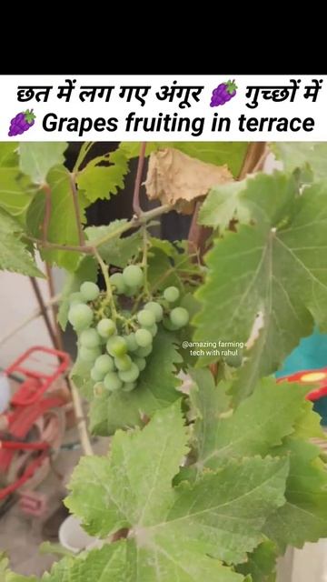 घर के छत पर अंगूर की बागवानी l Grapes 🍇 Farming In Terrace #shorts#youtubeshortsindia#kitchengarden смотреть онлайн