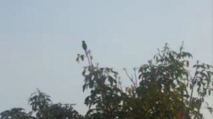 Cirus Minor - Pink Floyd