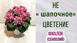Не «шапочное» цветение фиалок (сенполий).