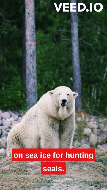Polar bear facts #polarbear #animals #facts #bear смотреть онлайн