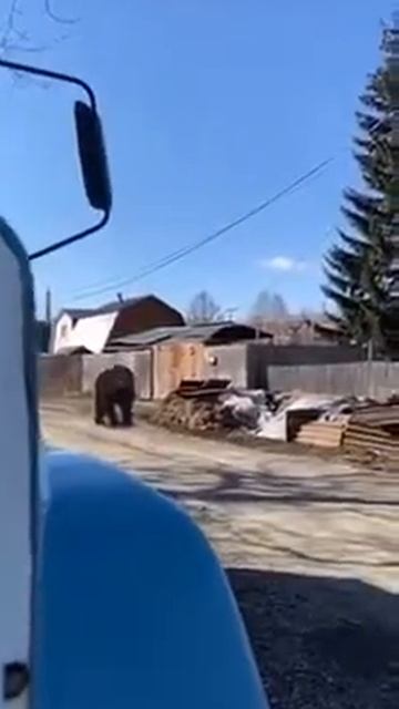 Медведи выходят , обь пребывает выгоняя их из леса смотреть онлайн