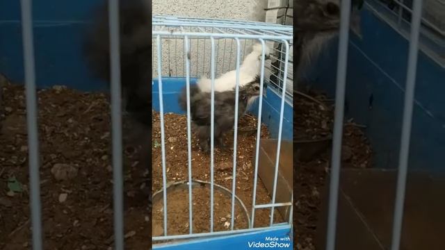 декоративные куры