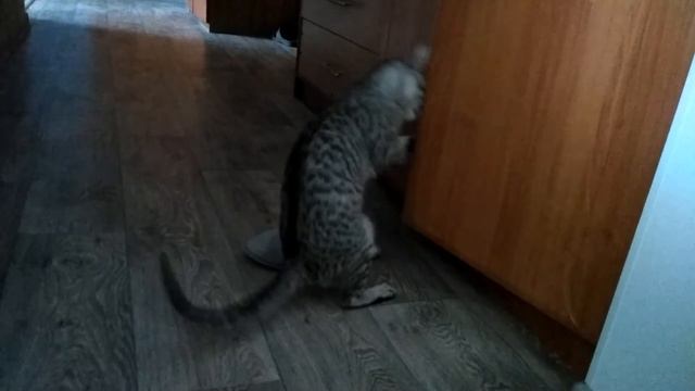 Наша Мурка лезет в шкаф(2) смотреть онлайн