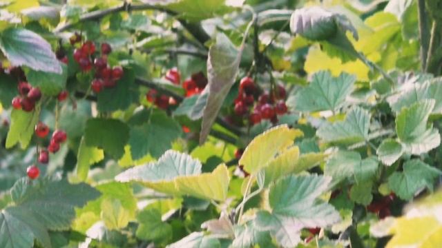 Panasonic HC-V777 Test смотреть онлайн