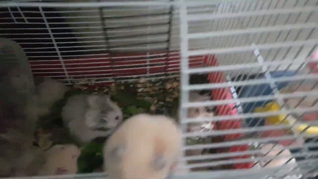 Кормим листиками одуванчика смотреть онлайн