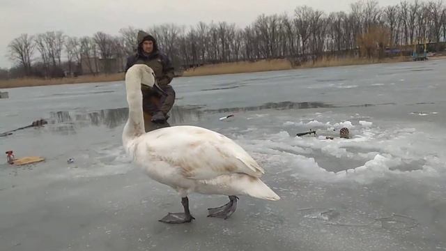 Лебедь-зимний рыбак смотреть онлайн