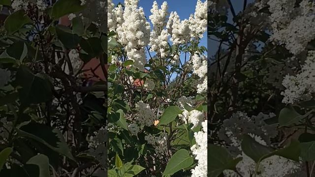 Симфония жизни смотреть онлайн