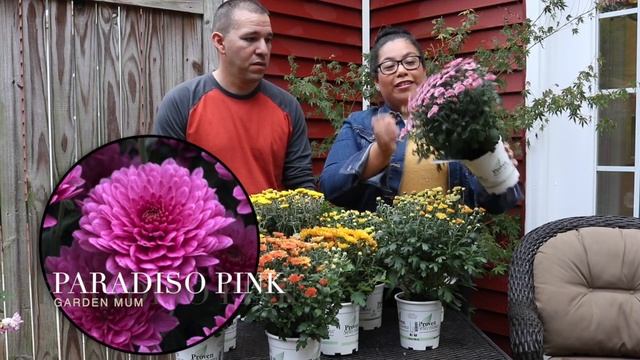 Proven Winners® Mums смотреть онлайн