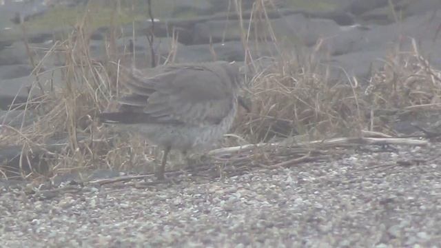 Kanoet, Texel смотреть онлайн
