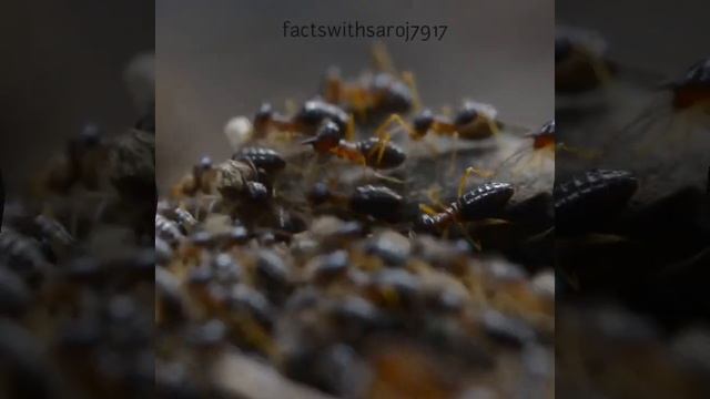 चीटियां हमेशा कतार में क्यों चलतीं हैं?🤔 @factswithsaroj #shorts #antfacts
