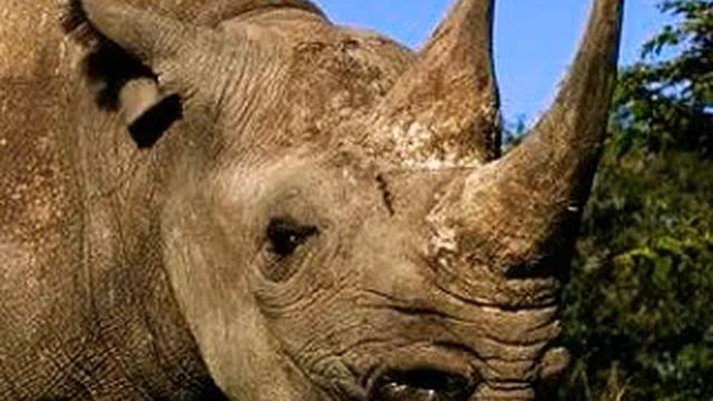 Westen Black Rhinoceros Grunt 🦏 🔊 смотреть онлайн