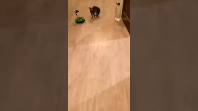 чужой котенок, который временно жил у меня смотреть онлайн