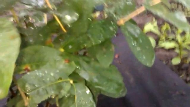 жимолость - первый урожай