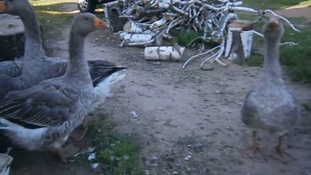 2016-5. Агроэкоусадьба Гуси-лебеди. смотреть онлайн