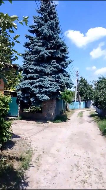 Ель голубая (ель колючая) #голубая #ель #piceas #pungens #хвойные #хвойныерастения смотреть онлайн