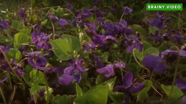 Can You Grow a Willow Tree Indoors? смотреть онлайн