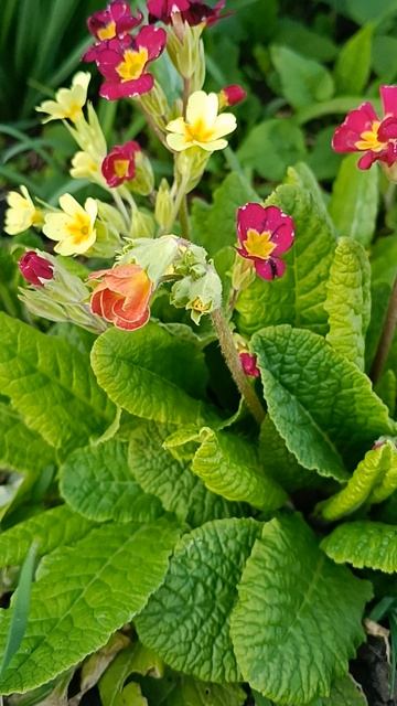 Весна. Цветы #garden #flowers #цветы #сад #цветыдлядома #растения #садсцветами смотреть онлайн