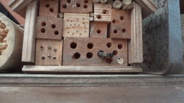 20200906 オオハキリバチ смотреть онлайн