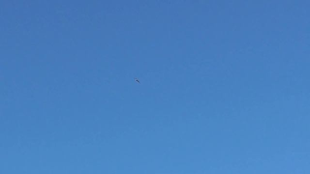 Сразу на голубей напал ястреб тетеревятник. The Pigeons Were Immediately Attacked By The Goshawk