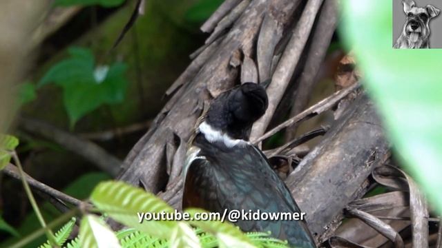 Close-up Migratory CHESTNUT-WINGED CUCKOO, Singapore смотреть онлайн
