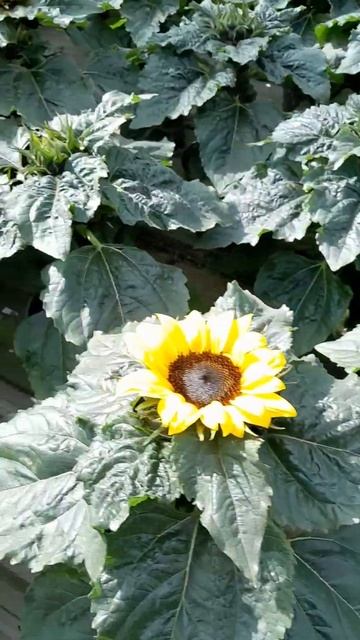 Подсолнух в теплице с закрытой корневой/Sunflower in a greenhouse with a closed root/#shorts смотреть онлайн