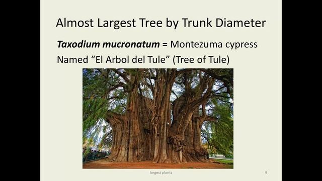 Largest Plants & Flowers