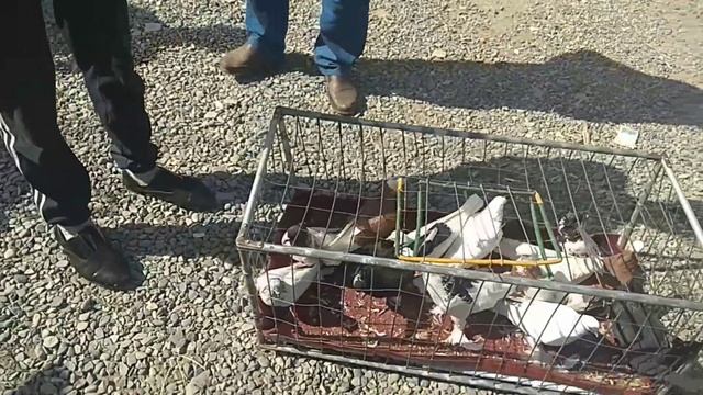 АСАКА КАБУТАР БОЗОР ЗУР БОЛДИ 500 МИНГ КИЗИКАНЛАР ГА ДАХШАТ голуби, Узбекские Голуби, Kabootar Bazi