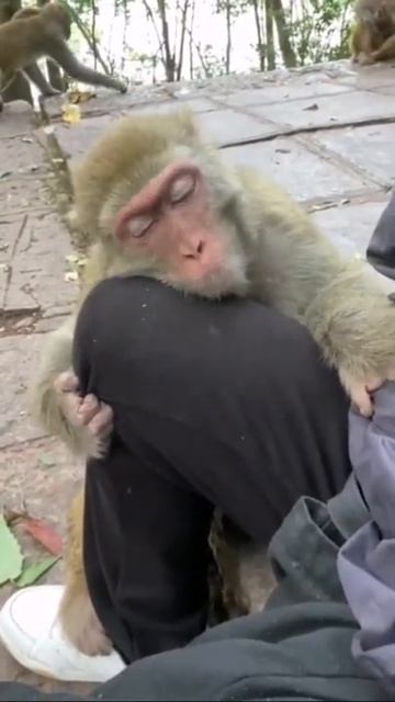monkey 🐒🦁4 смотреть онлайн