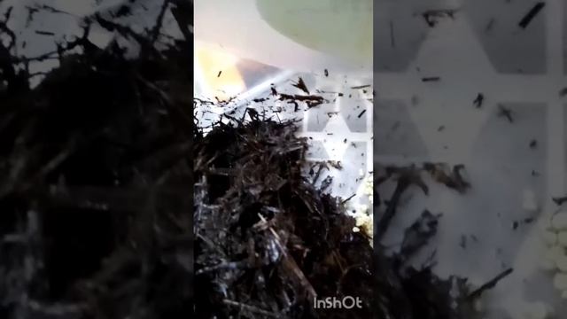 Уход за улитками. Ахатины. 🐌🐌🐌🐌🐌🐌🐌🐌🐌🐌 смотреть онлайн