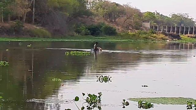आदिवासी बांधवां सोबत फिशिंग आणि कूकिंग, fishing and cooking with TRIBALS смотреть онлайн