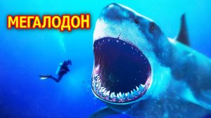 Мегалодон. Гигантская акула. Вымершее животное. Видео про животных