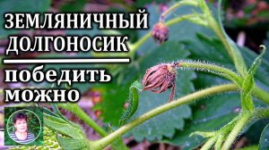 Узнайте ВСЕ о борьбе с ЗЕМЛЯНИЧНЫМ ДОЛГОНОСИКОМ