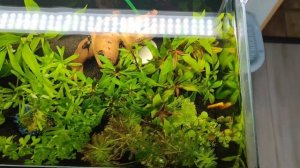 Запуск Аквариума на 50 литров.