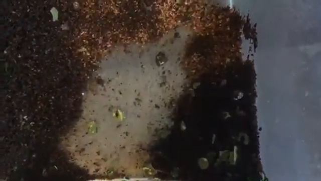 Leafcutter Ants Atta Die Out!
