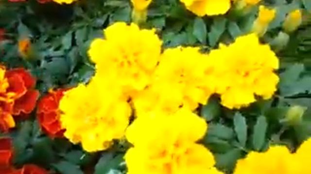 Spring Trials 2016: Hot Pak™ Dwarf French Marigold смотреть онлайн