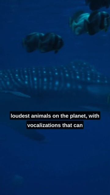 Blue Whales 🐋 Quick Facts | #5 смотреть онлайн