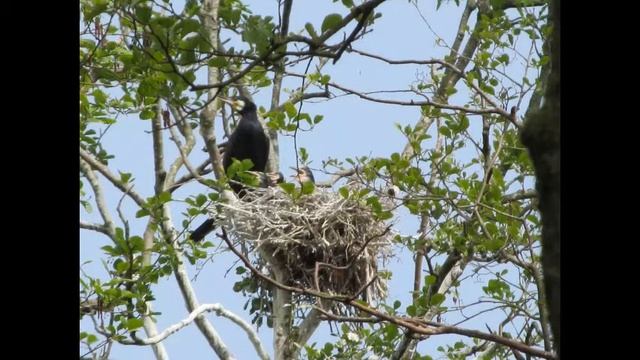 Wir Lagen Vor Madagaskar