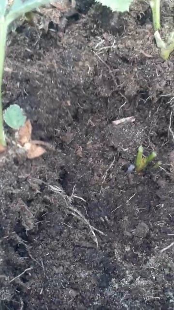 Размножение клубники делением куста смотреть онлайн