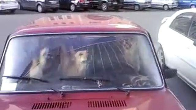 Видео0006 смотреть онлайн