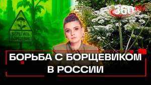 Как в России собираются победить борщевик