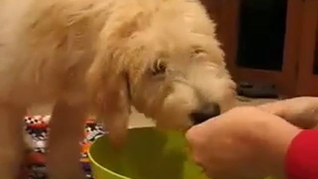 Attack of the Pumpkin Dog смотреть онлайн