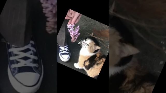 (акула) "мало" remix sped ap смотреть онлайн