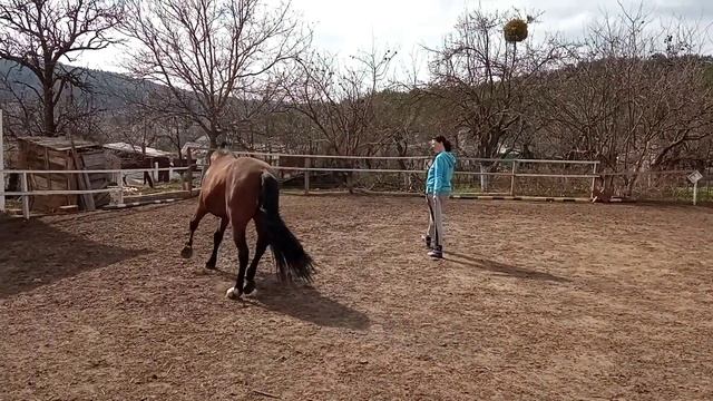 Вдвоем с конем. Темпованная рысь на свободе смотреть онлайн