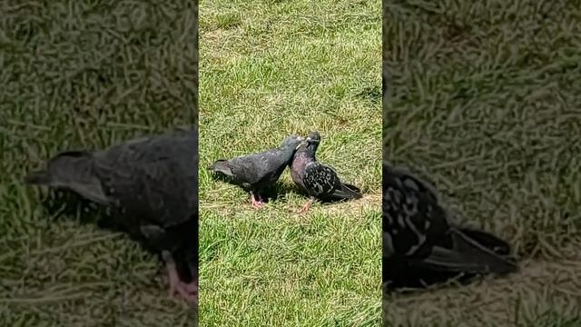 голуби целуются смотреть онлайн