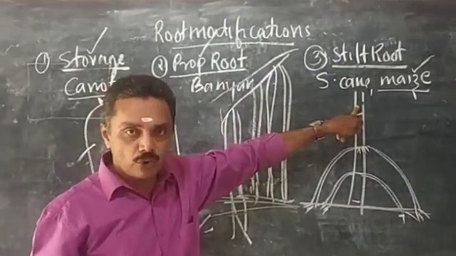 Morphology  Class 2--27/12/2020