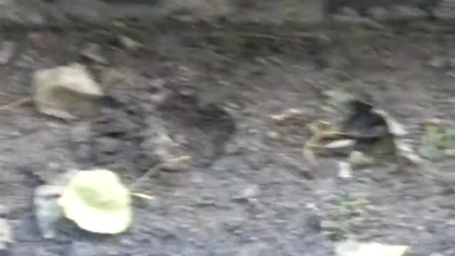 4:2 GRYF WEJHEROWO 2 -ORKAN RUMIA PUCHAR POLSKI смотреть онлайн